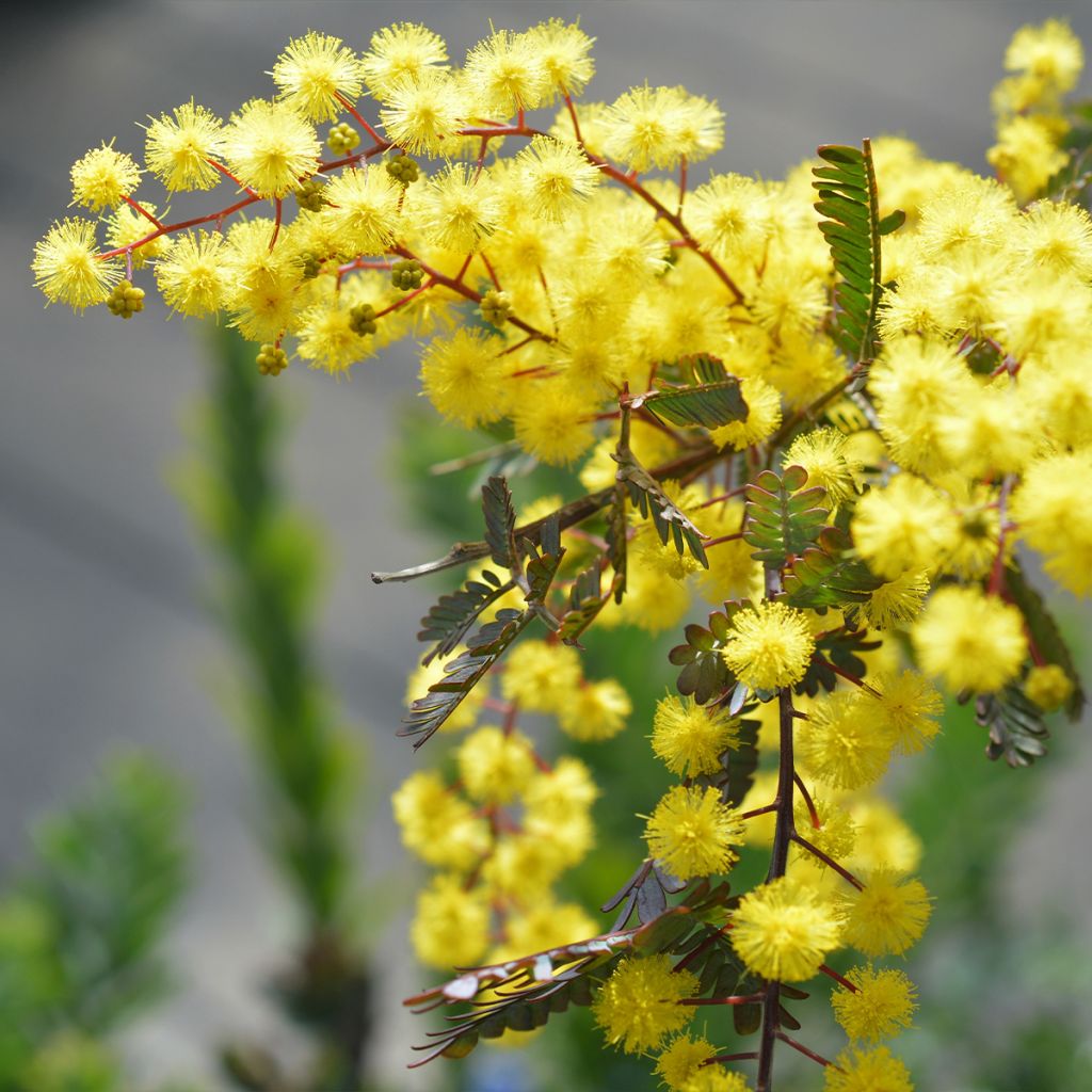 Acacia baileyana Songlines - Mimosa de Bailey