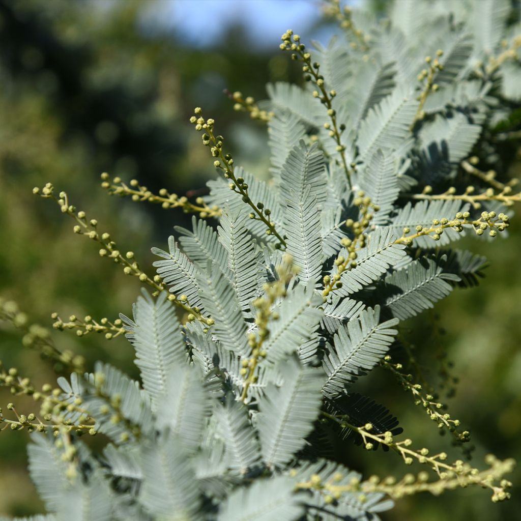 Acacia baileyana Songlines - Mimosa de Bailey