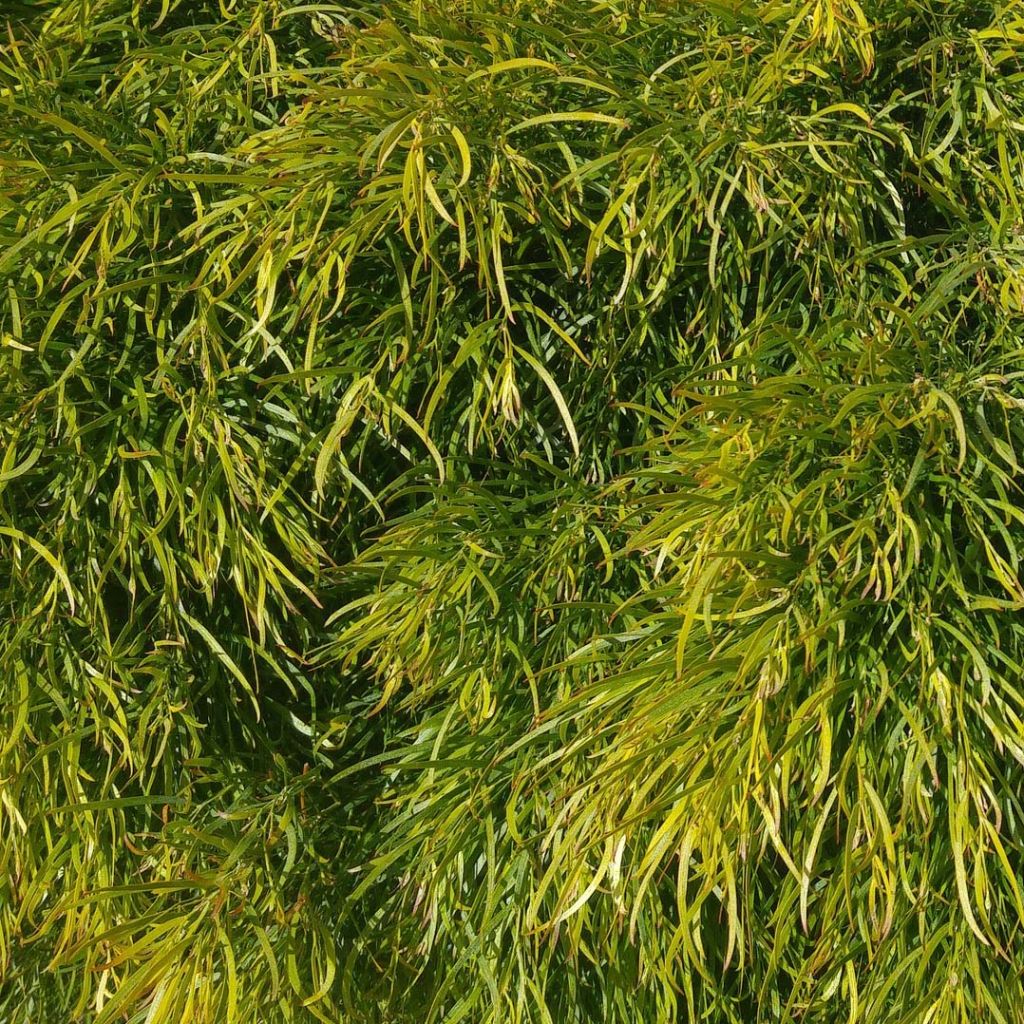 Acacia cognata Limelight - Mimosa nain