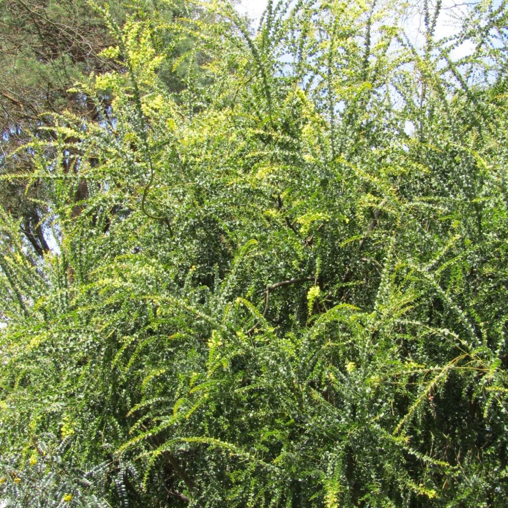 Mimosa - Acacia pravissima