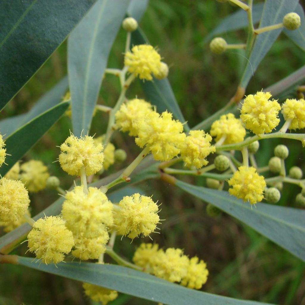 Mimosa des 4 saisons Lisette - Acacia retinodes