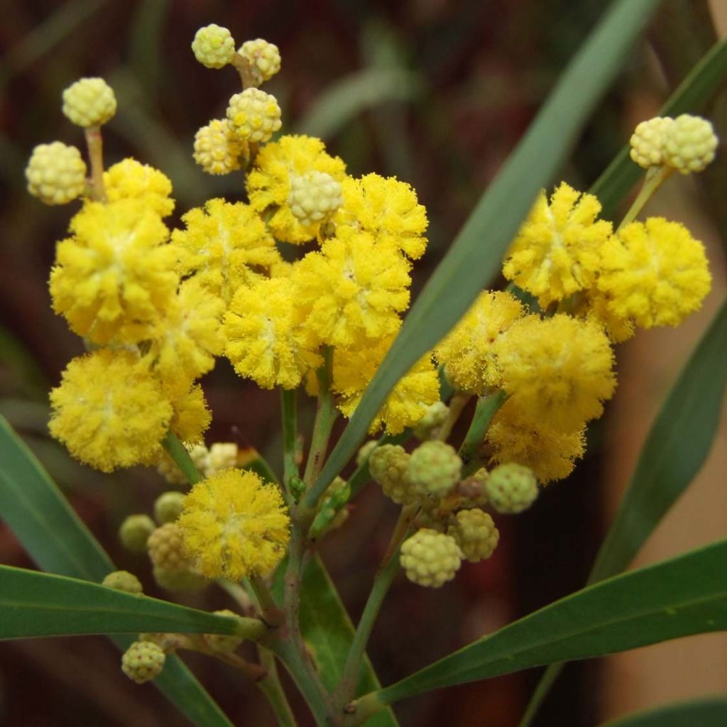 Mimosa des 4 saisons Lisette - Acacia retinodes