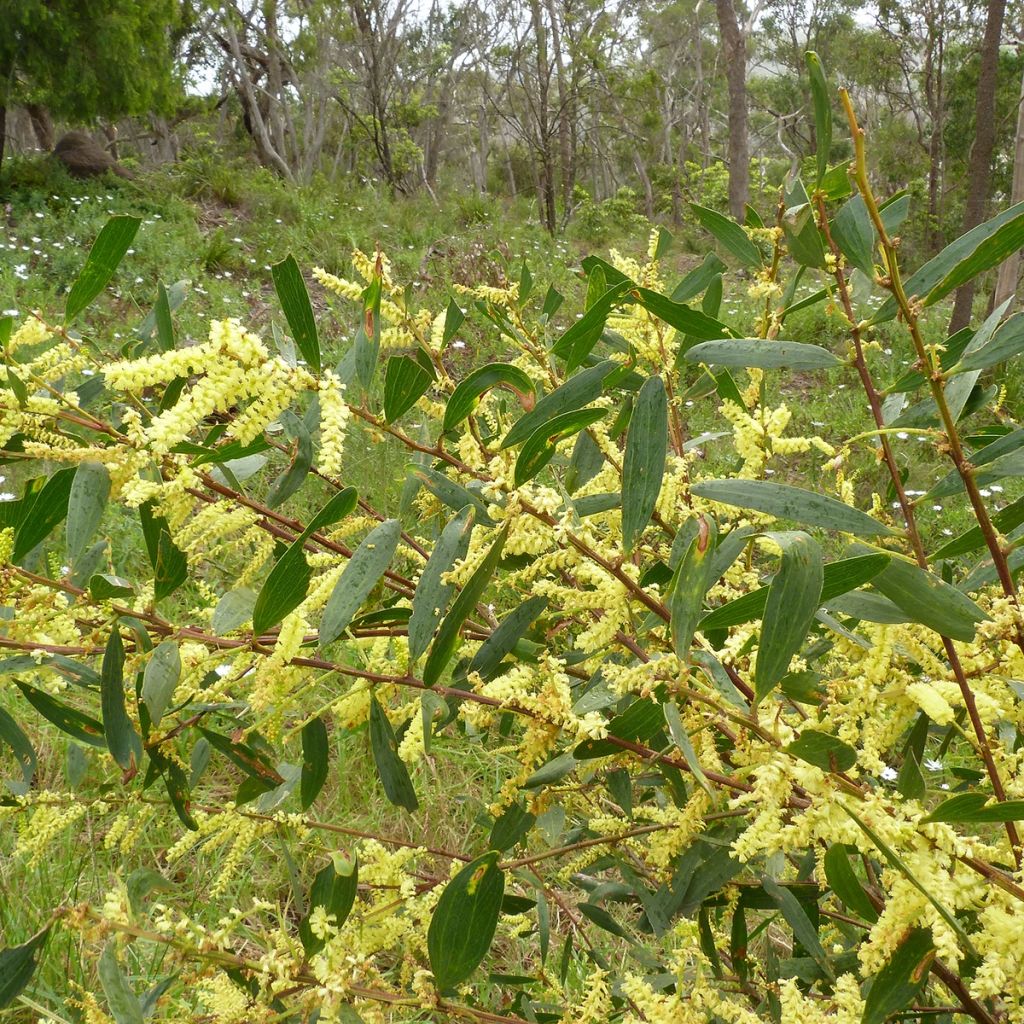 Mimosa à longues feuilles - Acacia longifolia