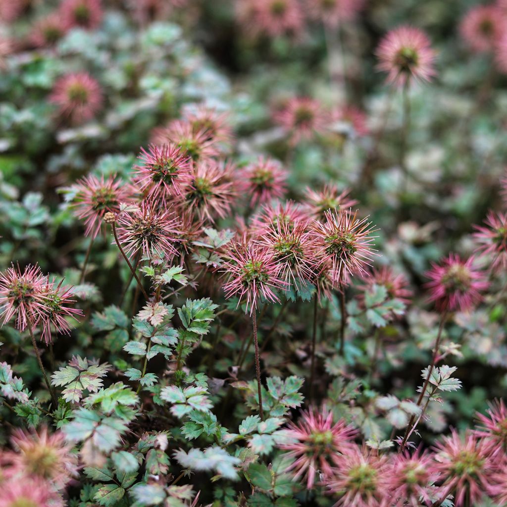 Acaena inermis Purpurea - Lampourde