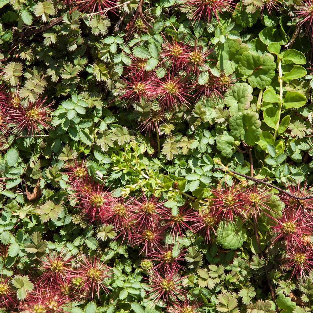 Acaena microphylla Kupferteppich