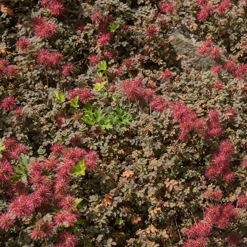 Acaena microphylla Kupferteppich