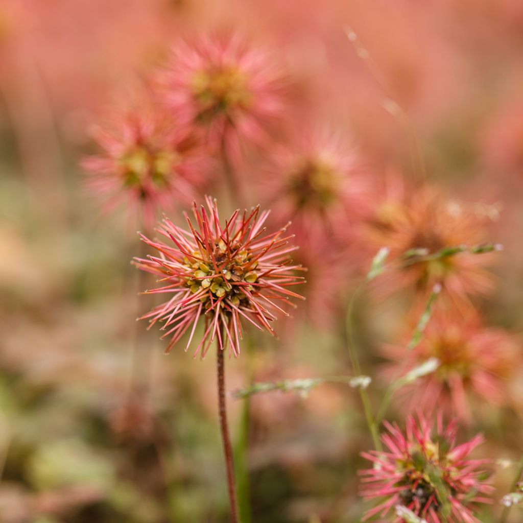 Acaena microphylla - Lampourde à petites feuilles