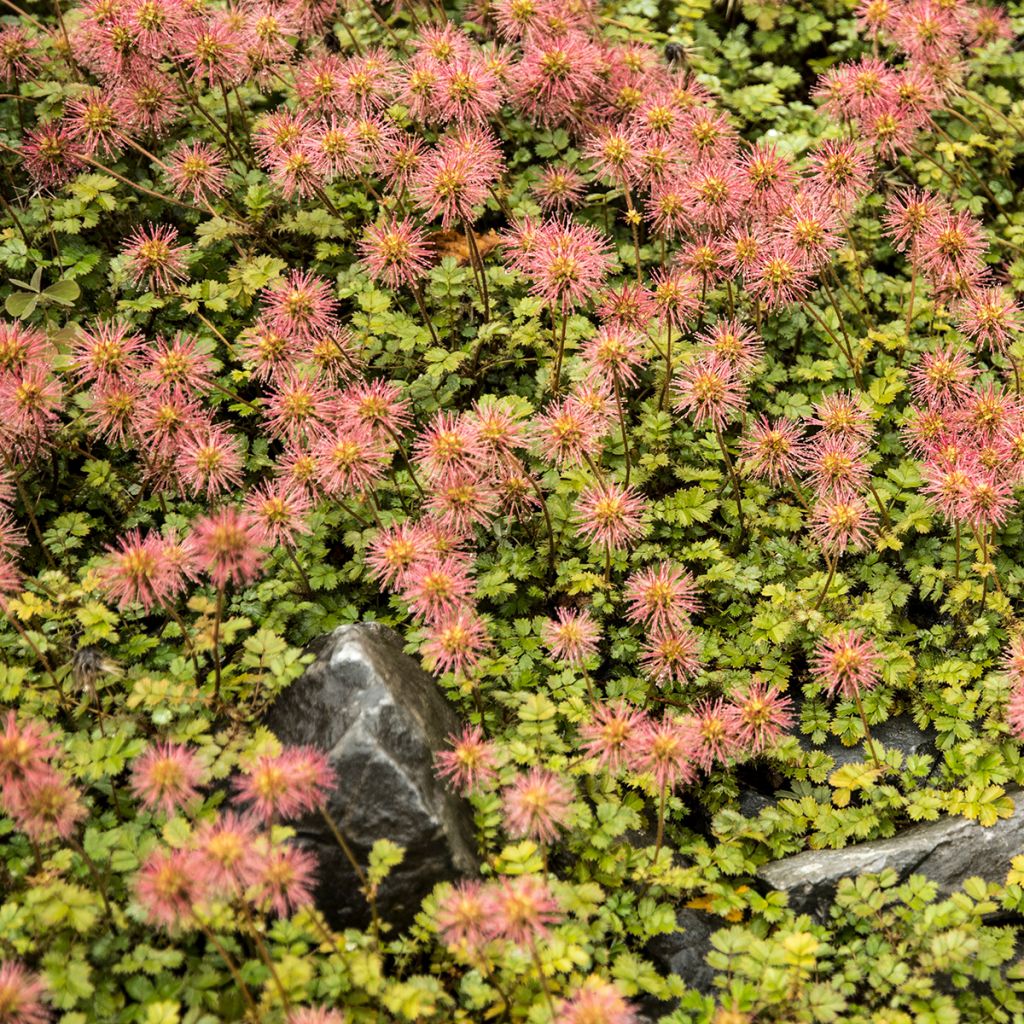 Acaena microphylla - Lampourde à petites feuilles