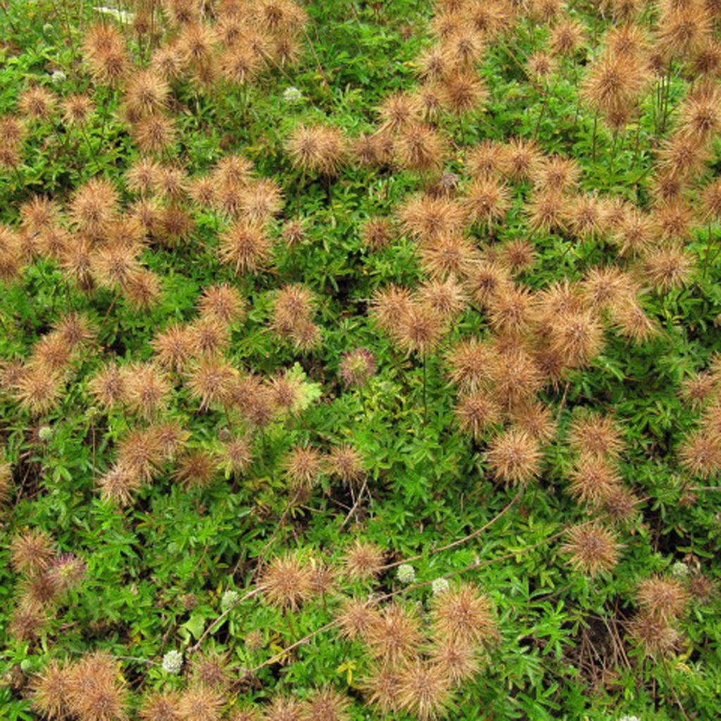 Acaena microphylla - Lampourde à petites feuilles