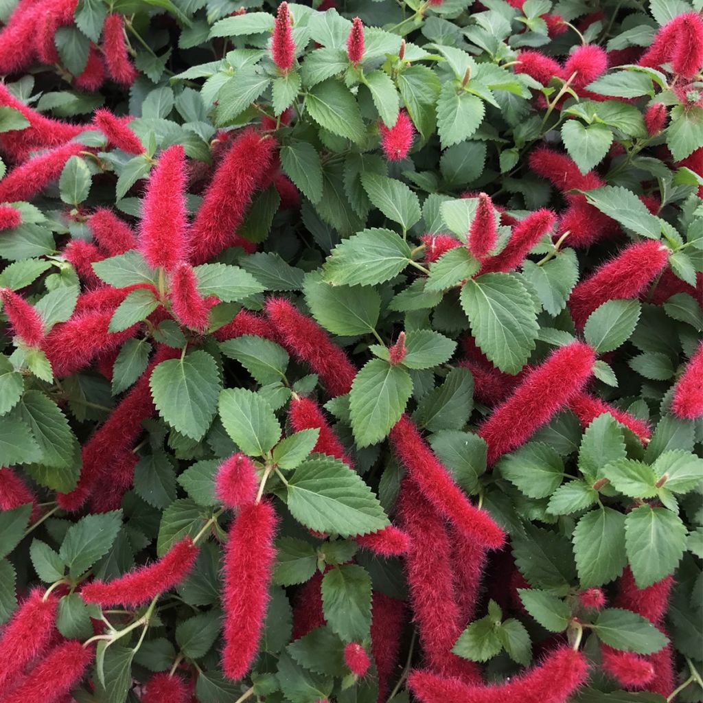 Acalypha pendula Foxie - Acalypha Chenille 