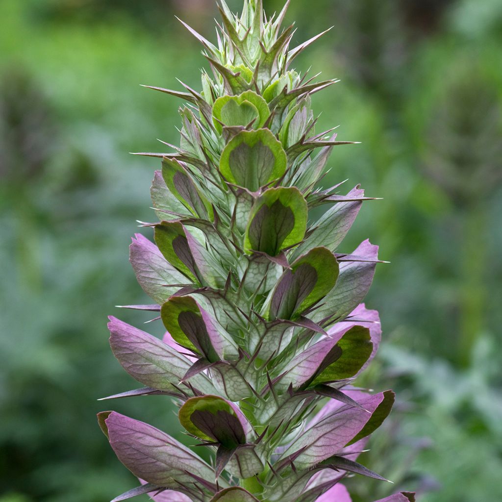 Acanthe spinosus - Acanthe épineuse