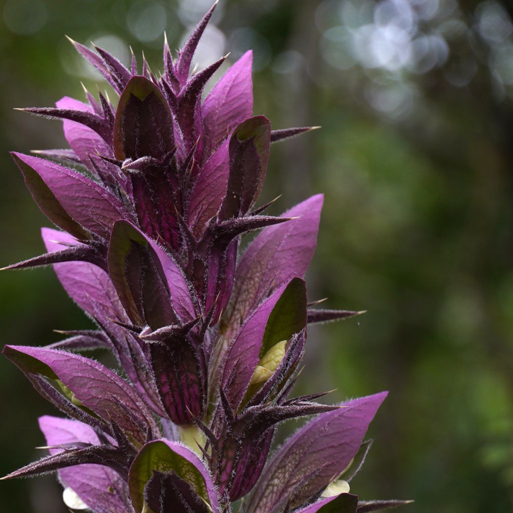 Acanthe spinosus - Acanthe épineuse