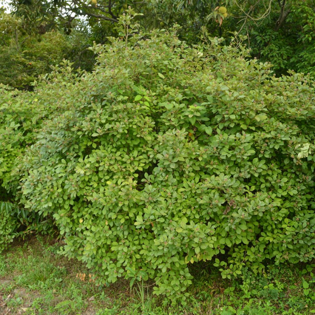 Acanthopanax henryi - Eleutherococcus