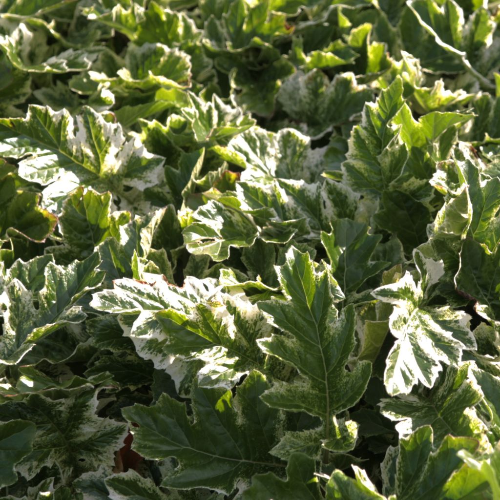 Acanthus Whitewater - Acanthe hybride panachée