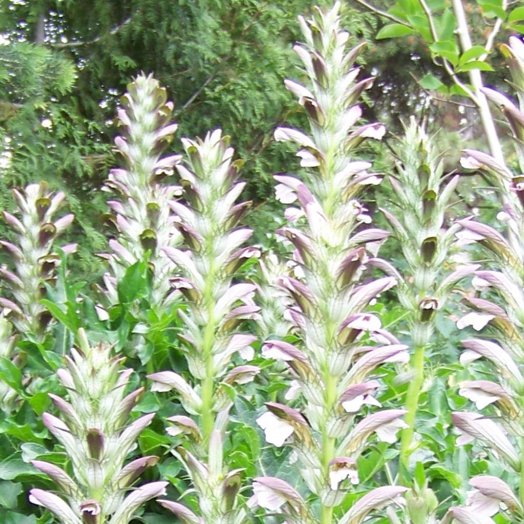 Acanthus hungaricus - Acanthe de hongrie