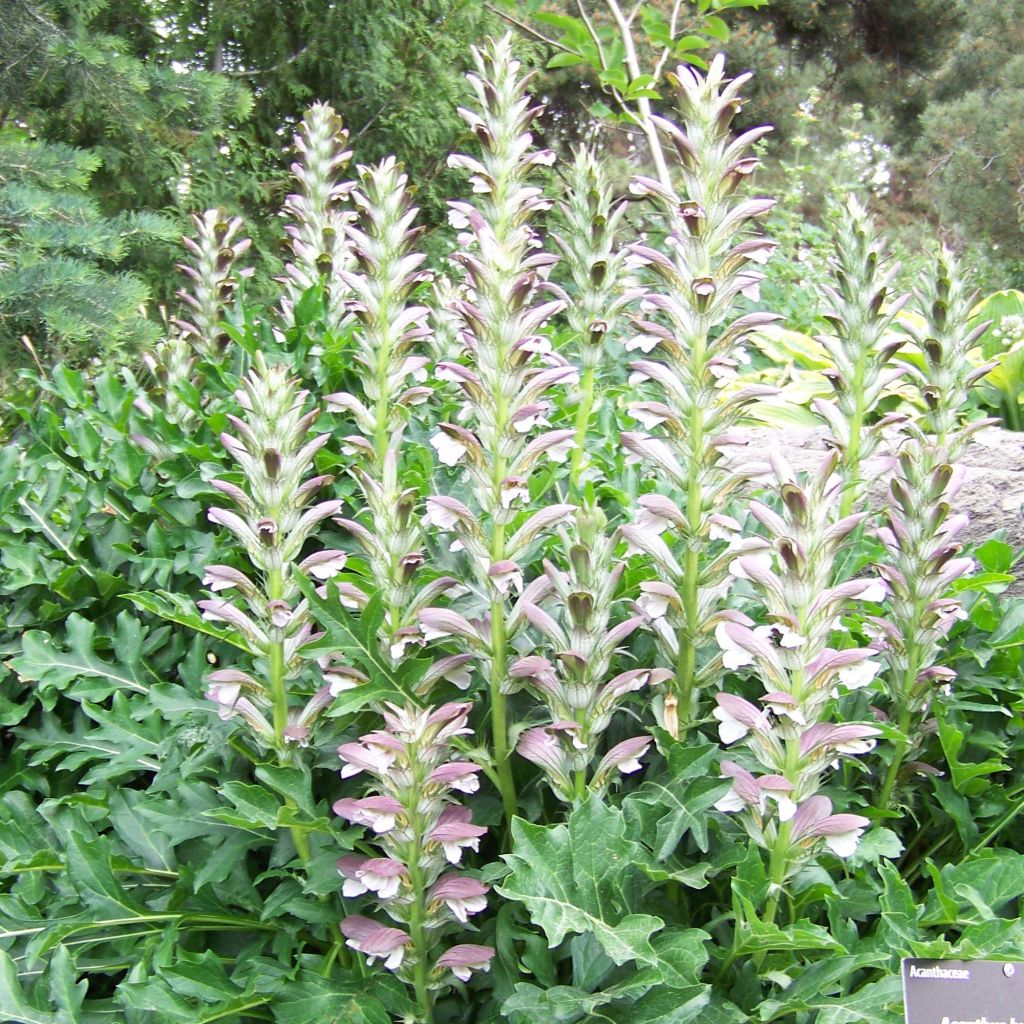 Acanthus hungaricus - Acanthe de hongrie