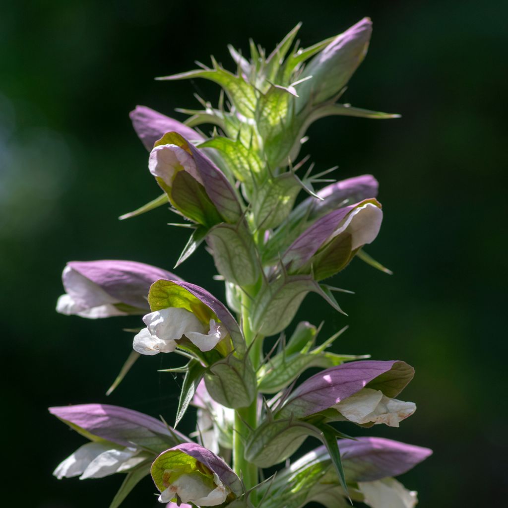 Acanthus hungaricus - Acanthe de hongrie