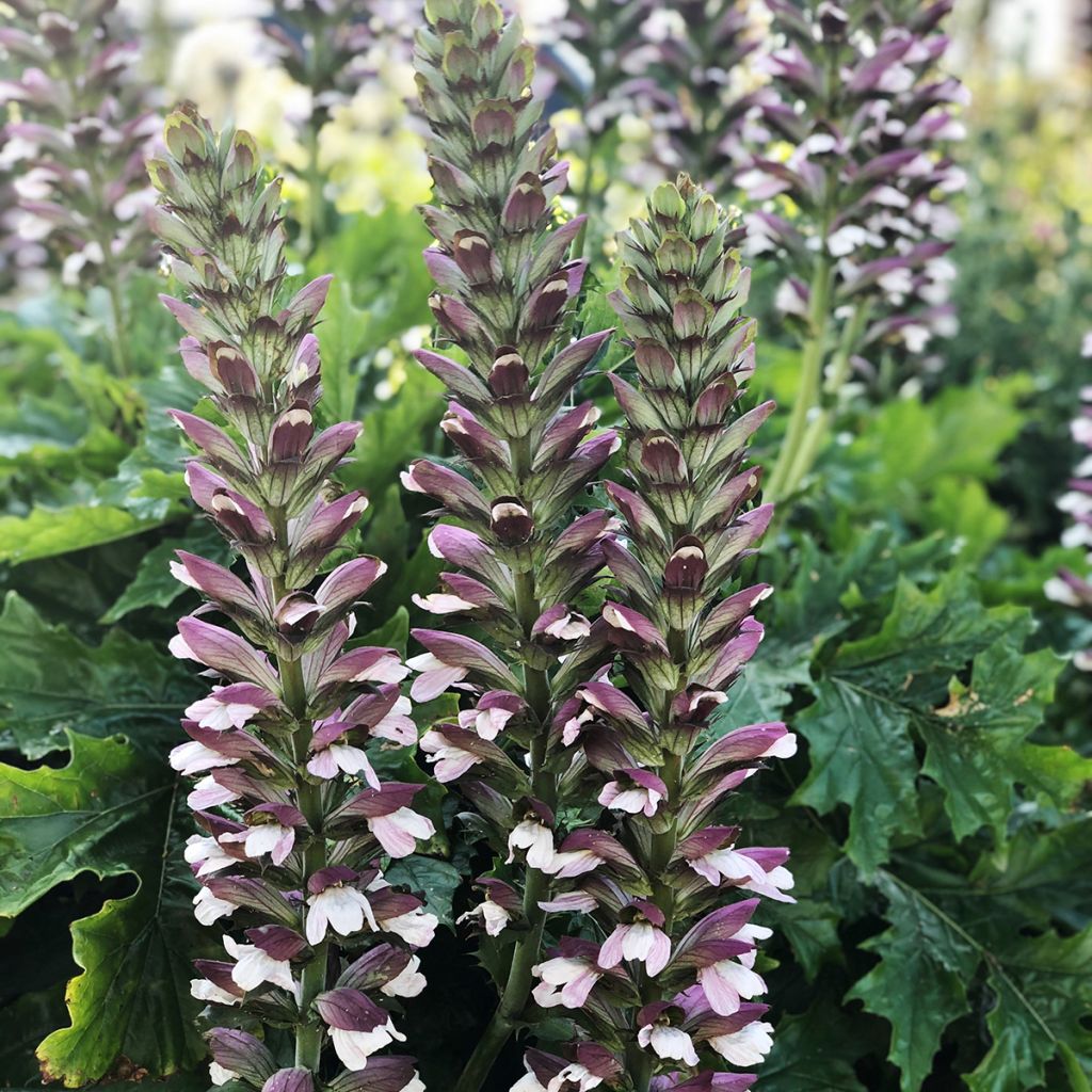 Acanthus hungaricus - Acanthe de hongrie