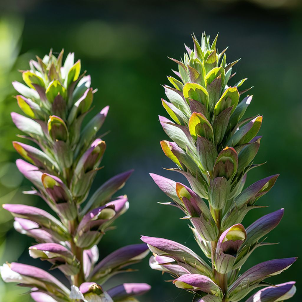 Acanthus hungaricus - Acanthe de hongrie