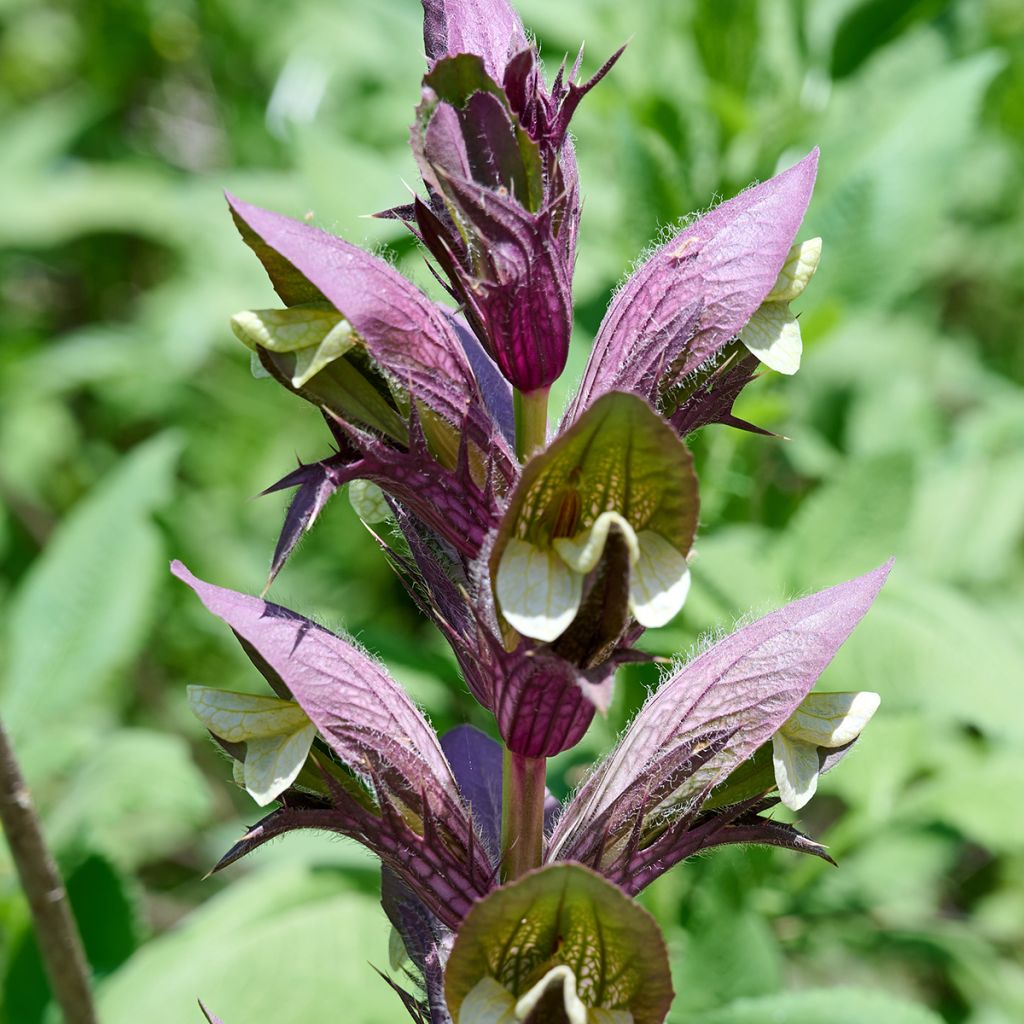 Acanthus hungaricus - Acanthe de hongrie