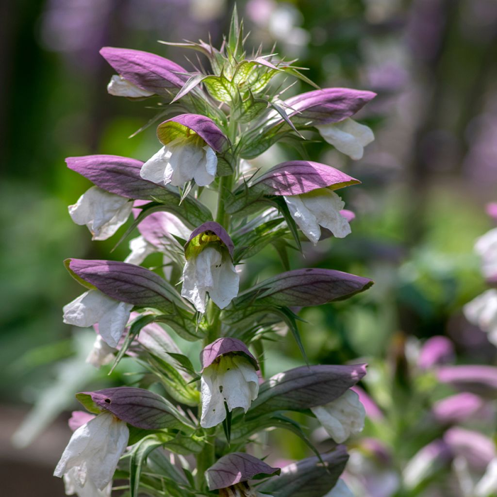 Acanthus hungaricus - Acanthe de hongrie