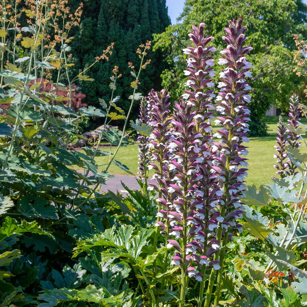 Acanthus hungaricus - Acanthe de hongrie