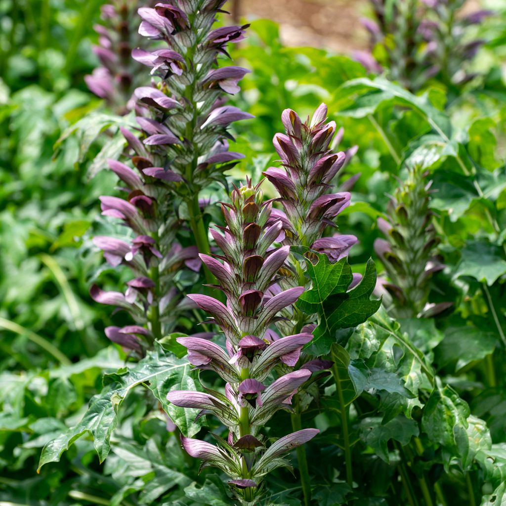 Acanthus mollis - Acanthe à feuilles molles