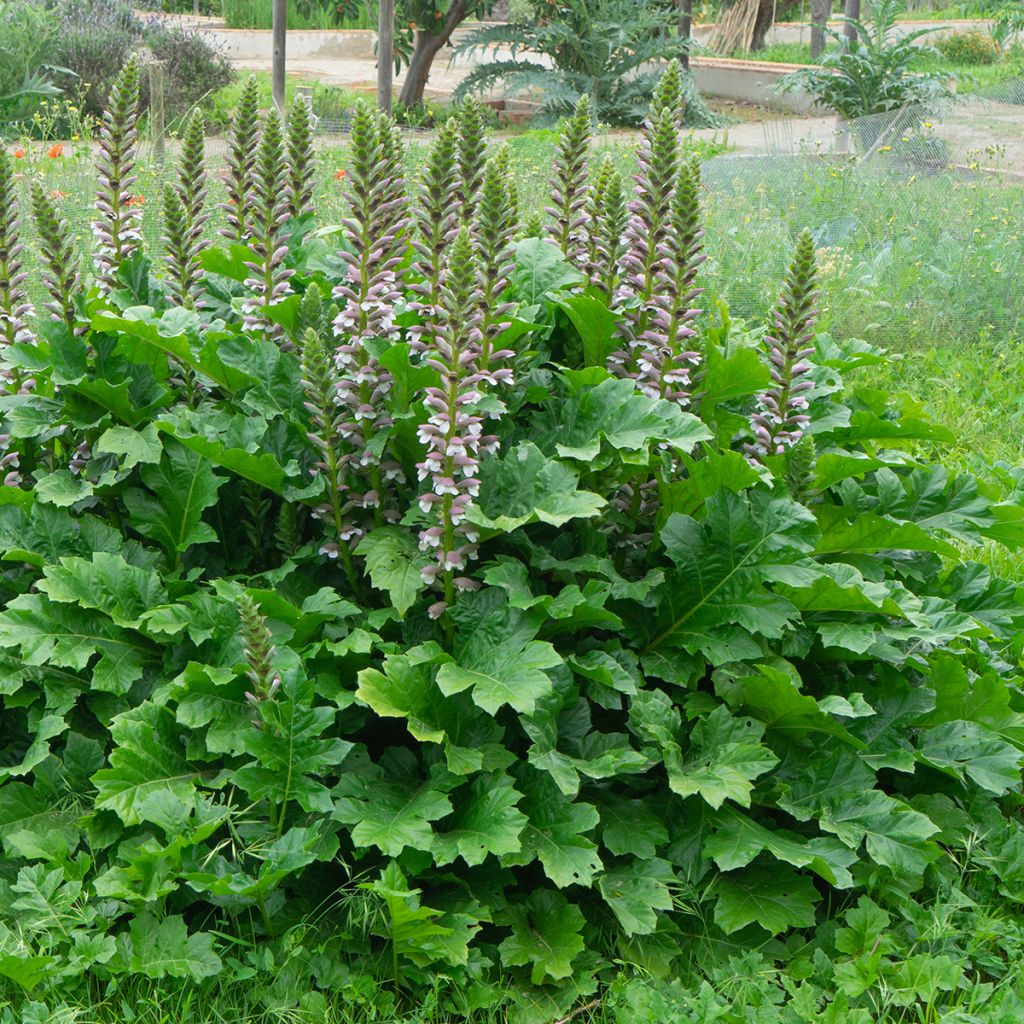 Acanthus mollis - Acanthe à feuilles molles