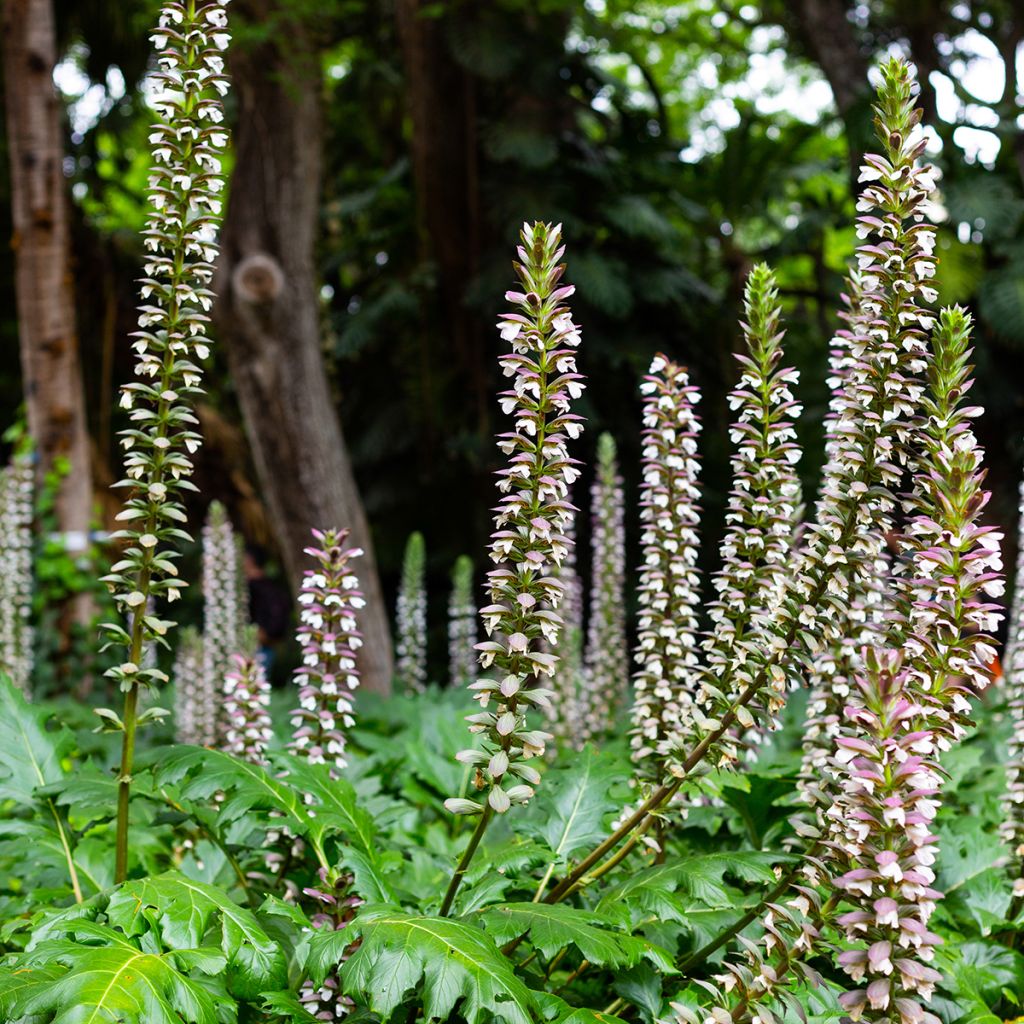 Acanthus mollis - Acanthe à feuilles molles