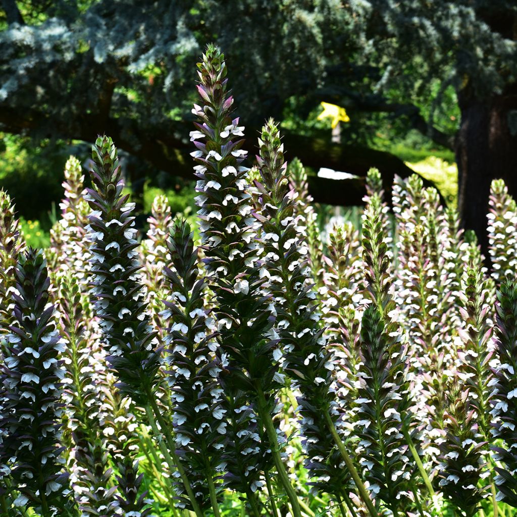 Acanthus mollis - Acanthe à feuilles molles