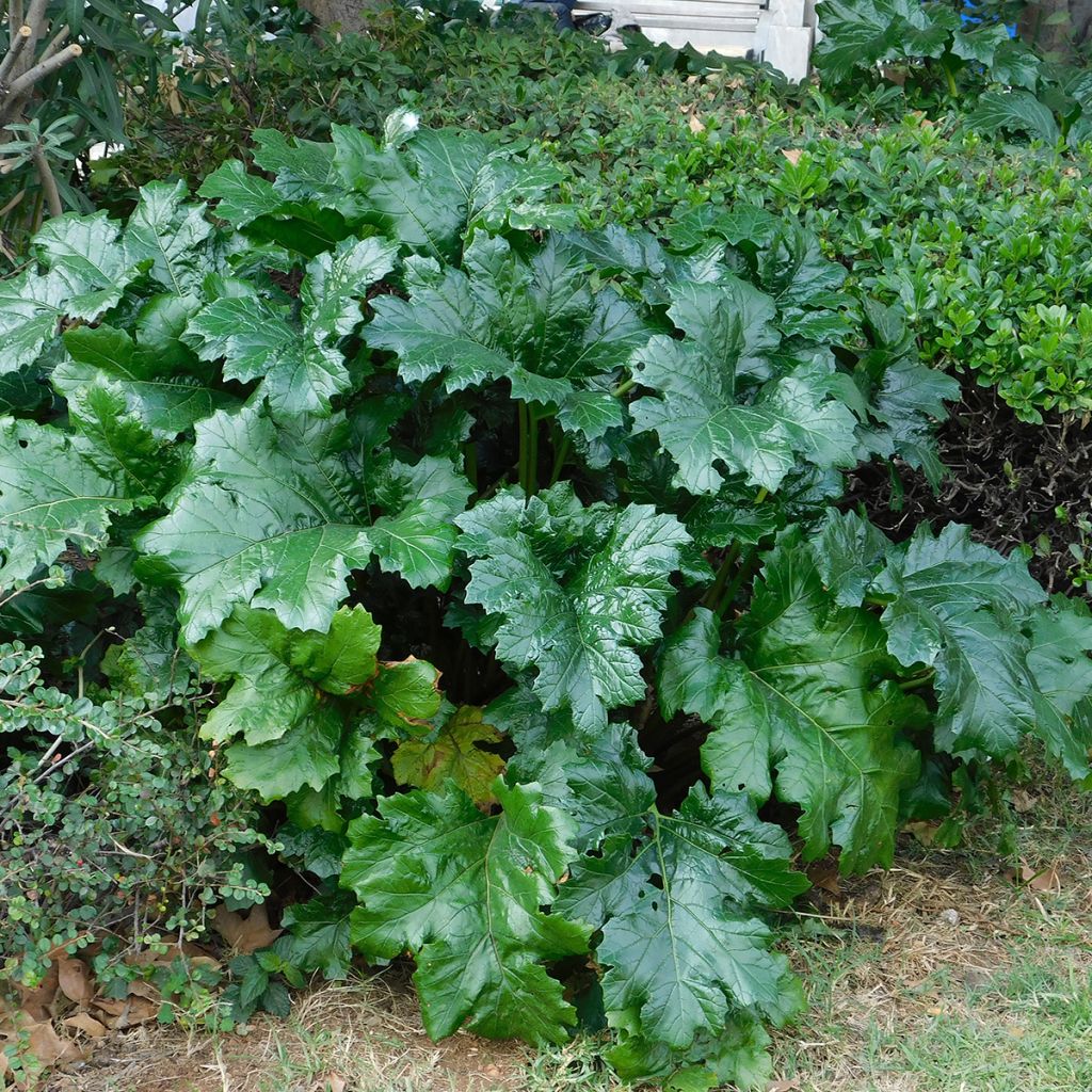 Acanthus mollis - Acanthe à feuilles molles