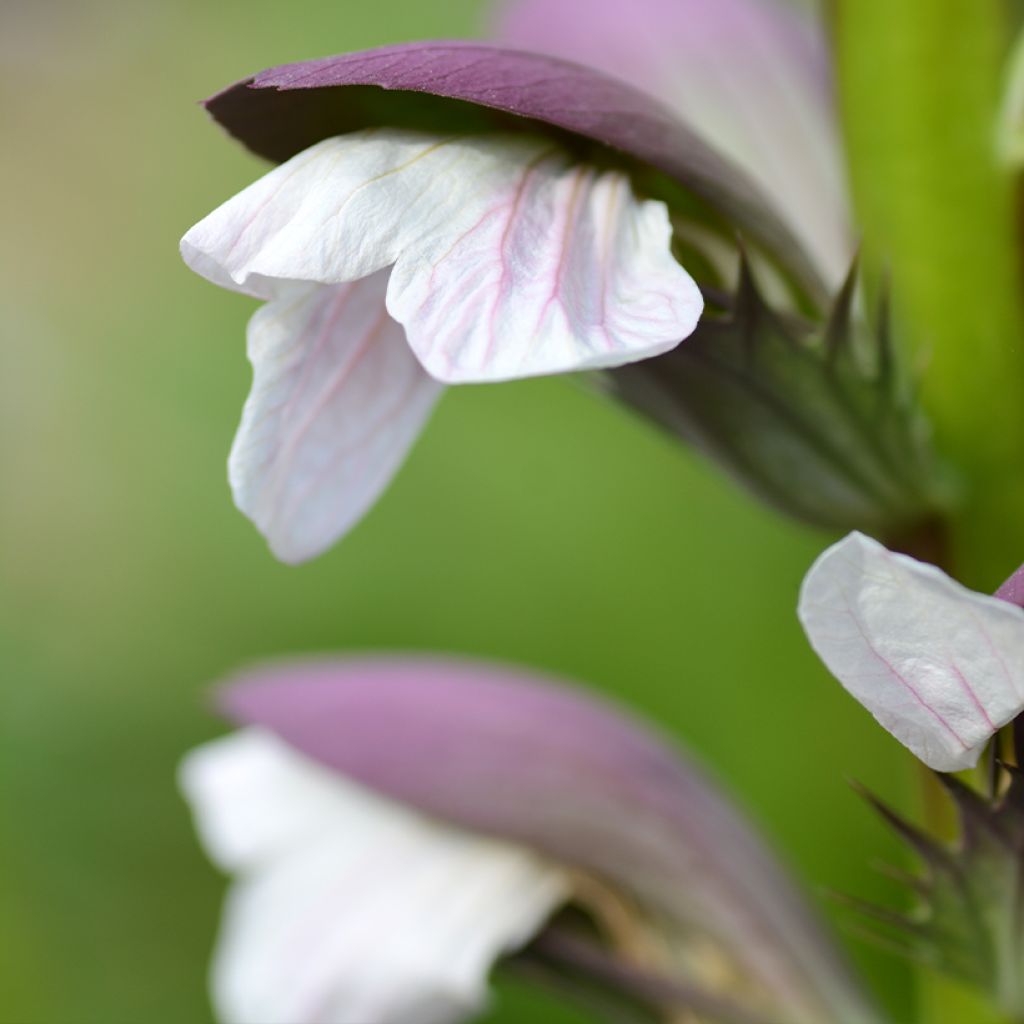 Acanthus mollis - Acanthe à feuilles molles