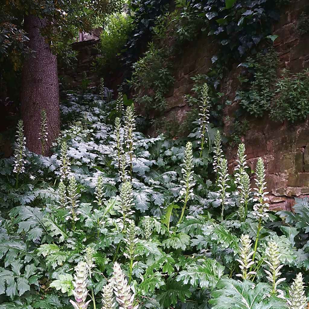 Acanthus mollis - Acanthe à feuilles molles