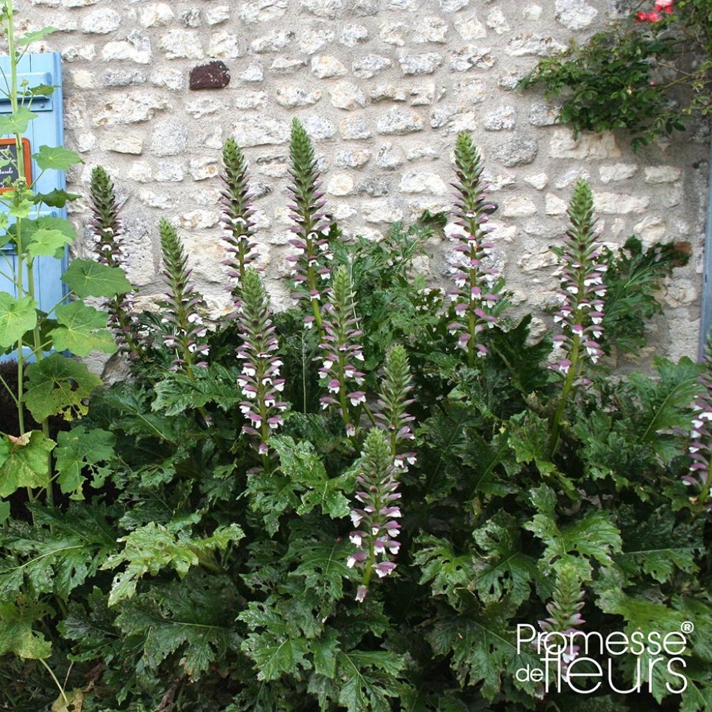 Vignes et Acanthes