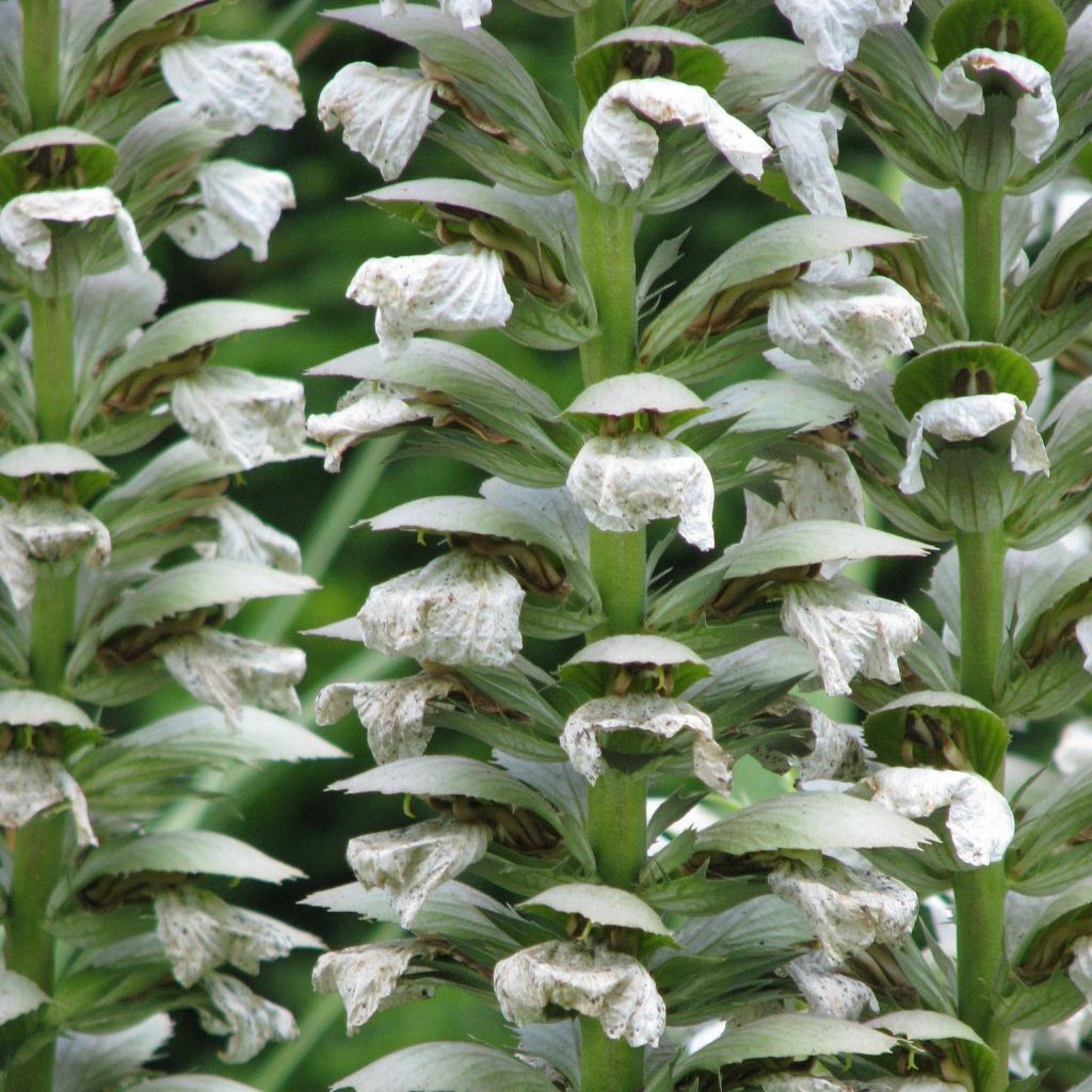 Acanthus mollis Rue Ledan (Jeff Albus) - Acanthe blanche