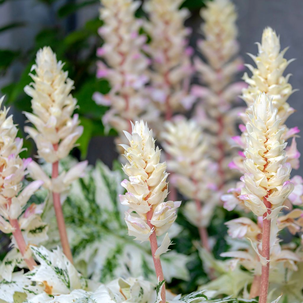 Acanthus mollis Tasmanian Angel - Acanthe panachée