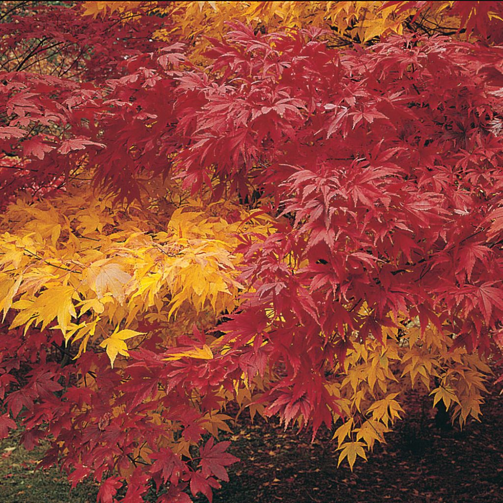 Acer Autumn Coloured Hybrids Mixed