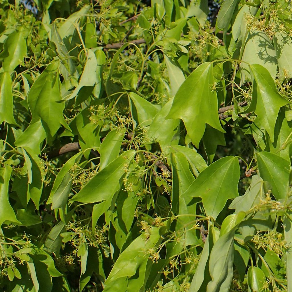 Acer buergerianum - Erable de Buerger