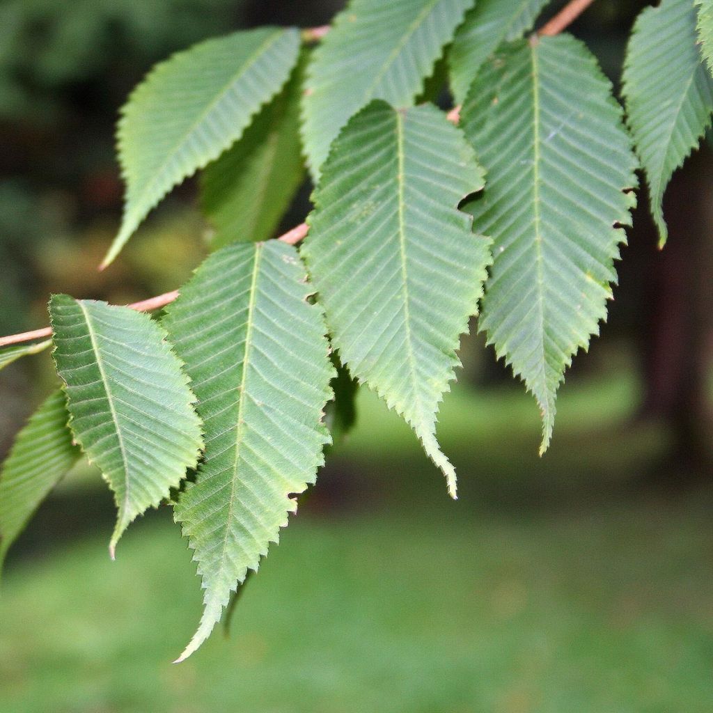 Erable à feuilles de charme - Acer carpinifolium