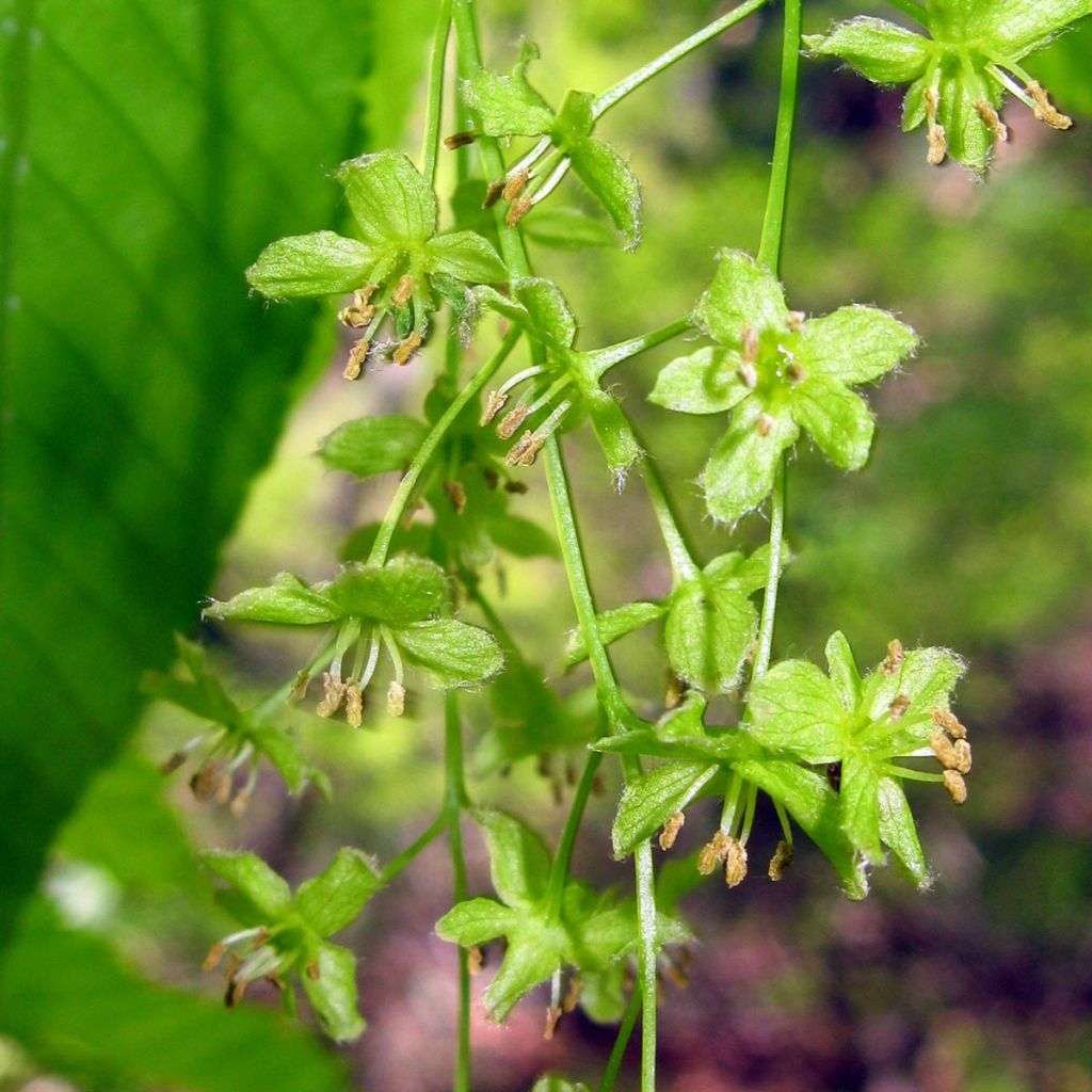 Erable à feuilles de charme - Acer carpinifolium