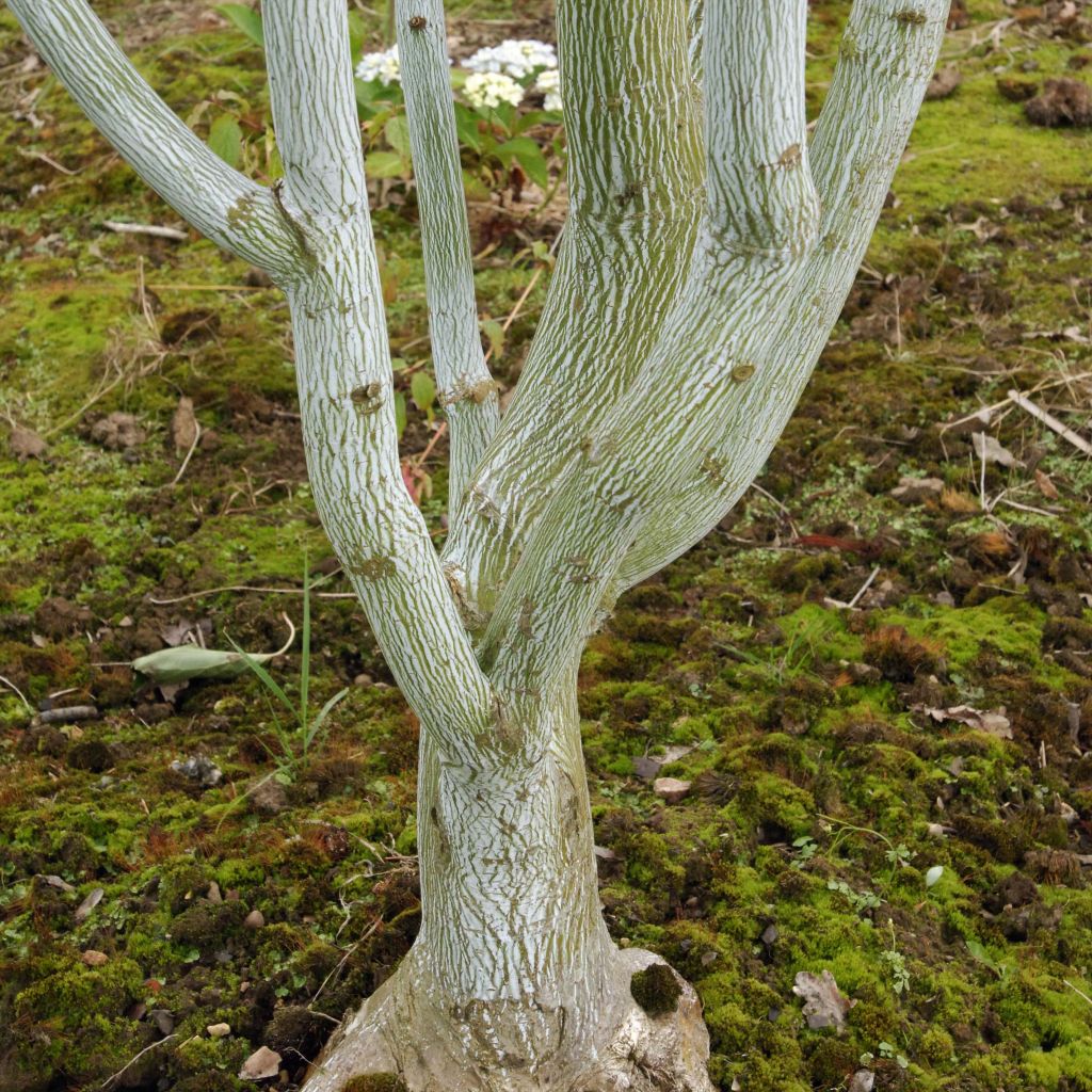 Acer davidii Viper - Erable de David