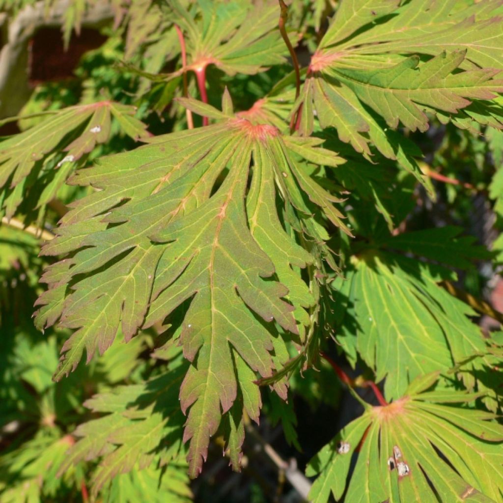 Érable du Japon - Acer japonicum Aconitifolium