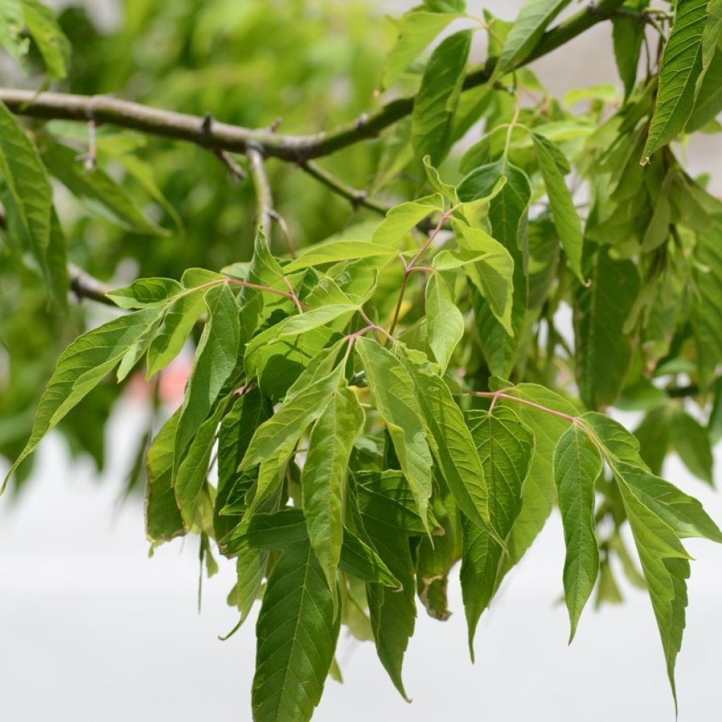 Érable à feuille de frêne - Acer negundo