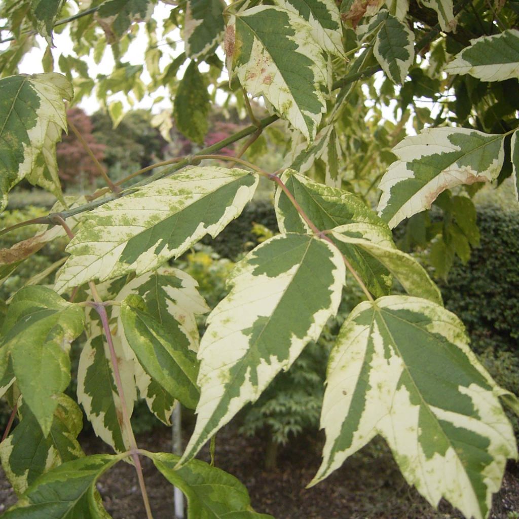 Acer negundo Aureomarginatum - Érable à feuille de frêne