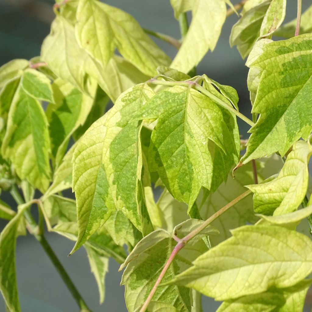 Acer negundo Aureomarginatum - Érable à feuille de frêne