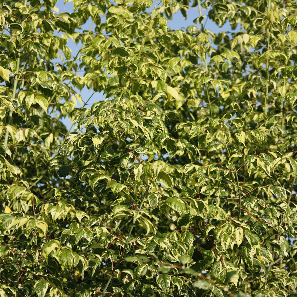 Acer negundo Elegans - Erable à feuille de frêne