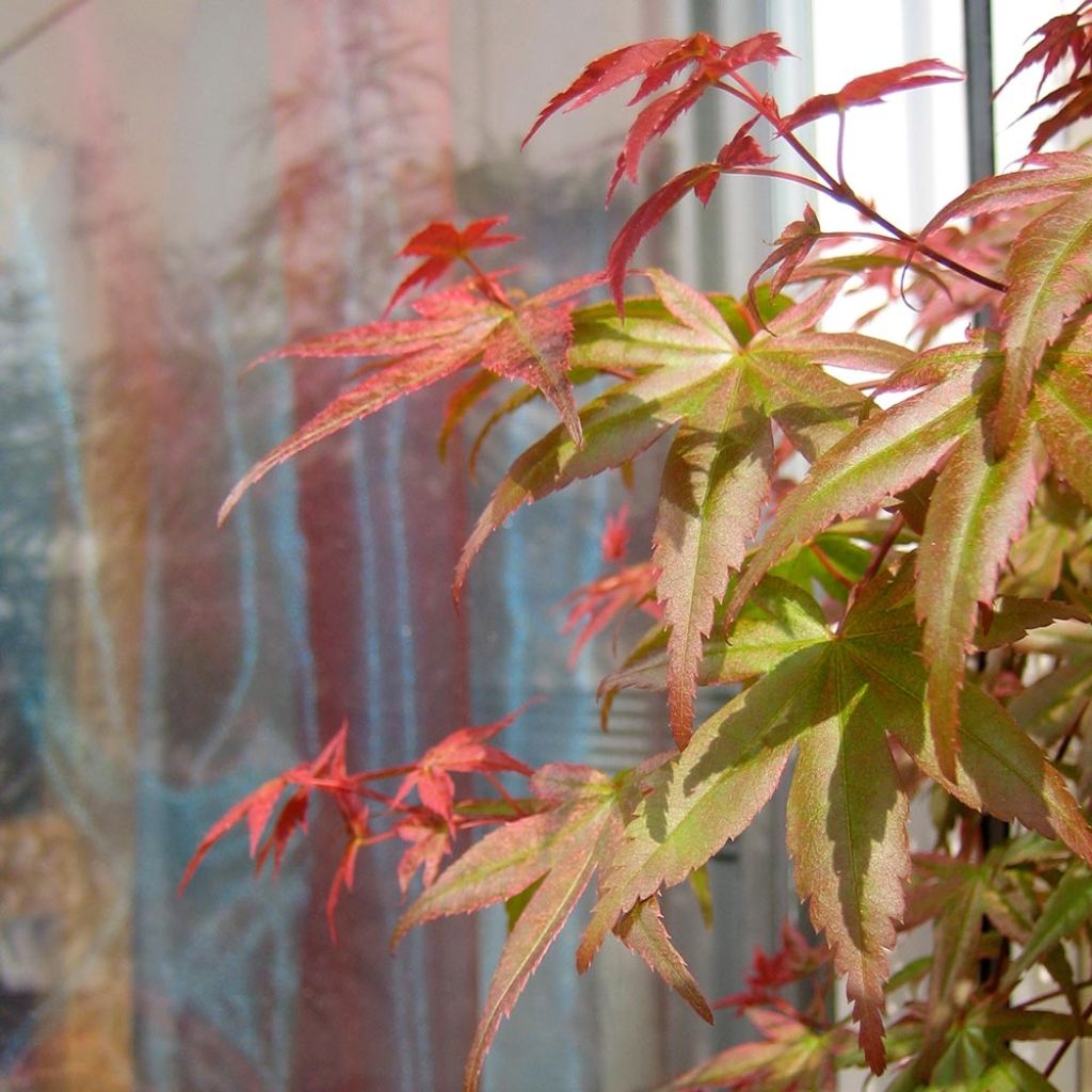 Érable du Japon Beni Maiko - Acer palmatum