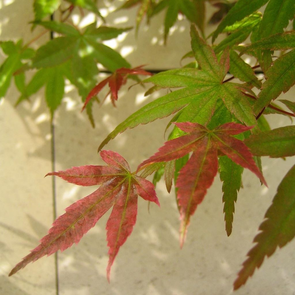 Érable du Japon Beni Maiko - Acer palmatum