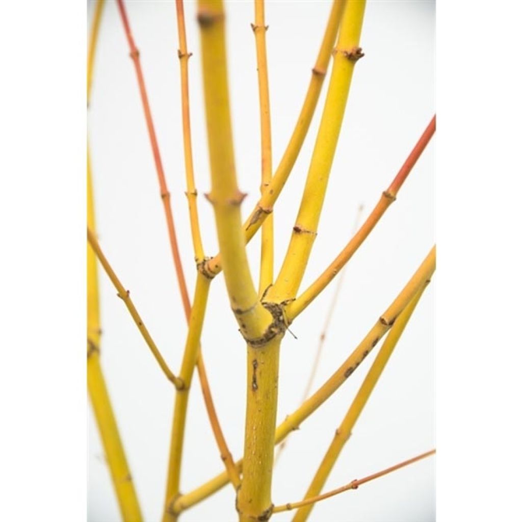 Érable du Japon Bi Hoo - Acer palmatum