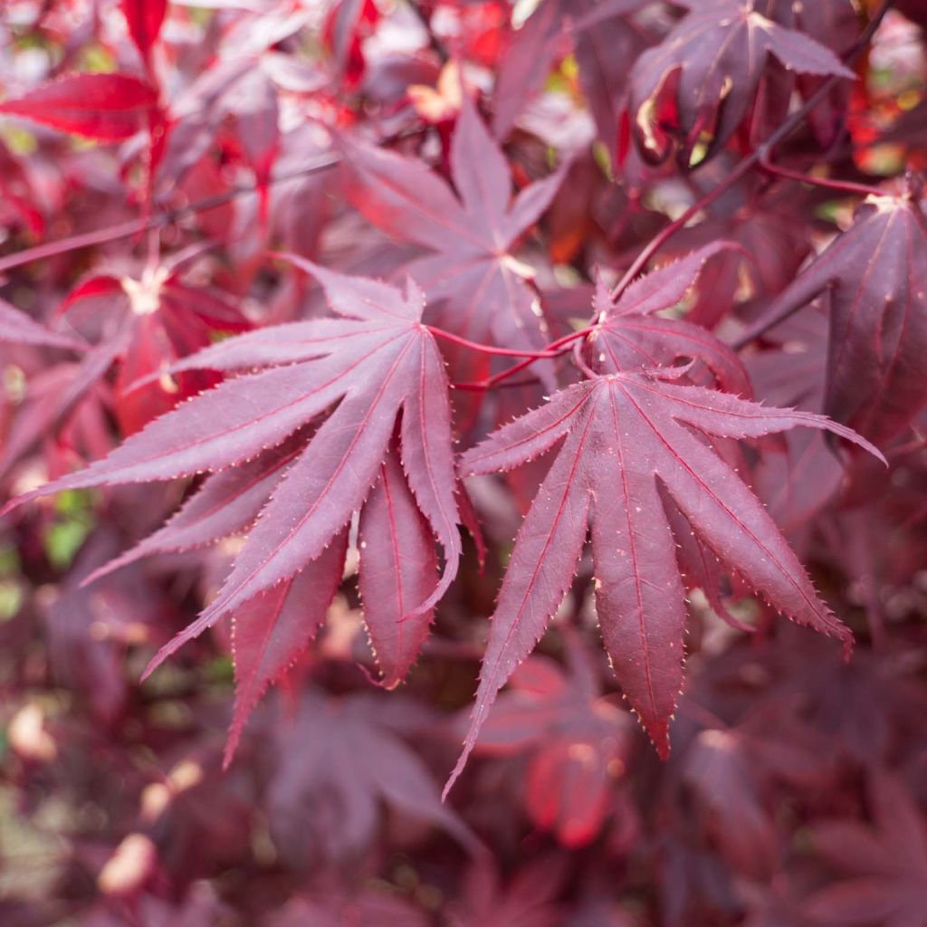 Érable du Japon - Acer palmatum Shindeshojo